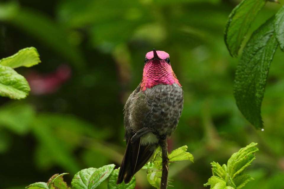 Hummingbird post featured image 960x640